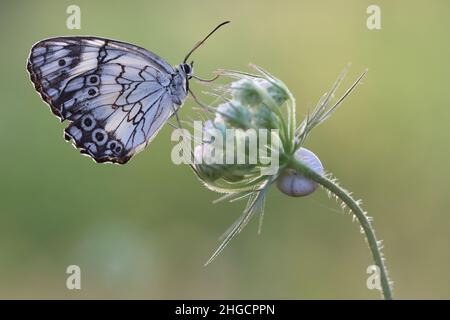 Mediterraner, marmorter weißer Schmetterling (Melanargia Titea) Stockfoto