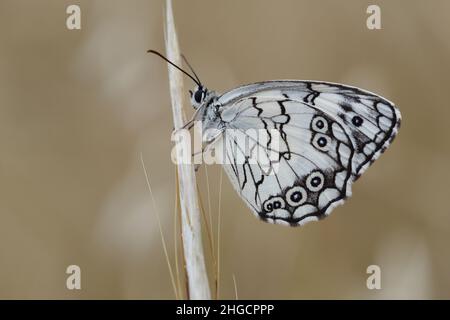 Mediterraner, marmorter weißer Schmetterling (Melanargia Titea) Stockfoto