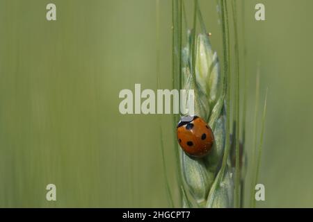 marienkäfer, Marienkäfer im Frühling auf Blüte Stockfoto