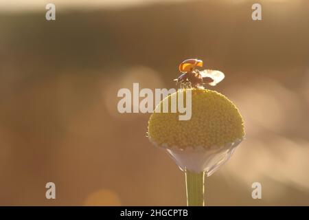 marienkäfer, Marienkäfer im Frühling auf Blüte Stockfoto