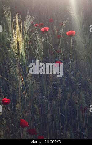 Wilde rote Mohnblumen und Gräser, die in sanftem Sonnenlicht in natürlicher Wiese leuchten Stockfoto