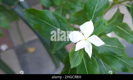 Schöne Weiße Periwinkle Blume Tapete Stockfoto