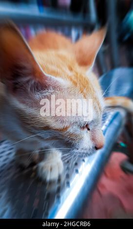 Niedliche Katze Nahaufnahme Gesicht Und Sitzen Auf Der Bank Stockfoto