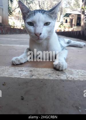 Nette Katze, Die Auf Der Straße Sitzt Und In Die Kamera Schaut Stockfoto