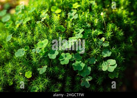 Vollbildaufnahme von grünem Kleeblatt und anderen Pflanzen, die einen toten Baumstamm aus Holz in einem Wald bedecken, geeignet als natürlicher Hintergrund Stockfoto