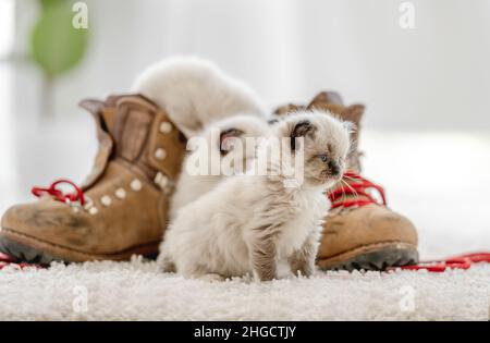 Ragdoll Kätzchen im hellen Raum Stockfoto