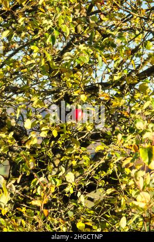 Leuchtend roter Apfel, der an einem Herbsttag in der Nähe von Potzbach auf einem Baum wächst, wobei die Blätter gelb werden. Stockfoto