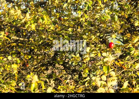 Ein reifer roter Apfel auf einem Baum, dessen Blätter an einem Herbsttag in Deutschland gelb werden. Stockfoto