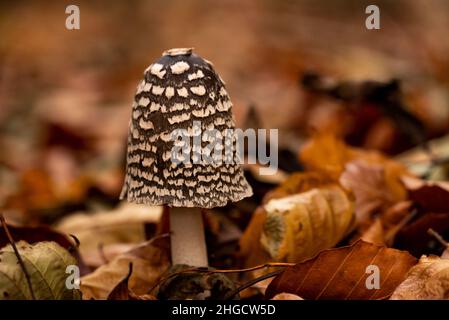 Nahaufnahme eines schönen Pilzes mit brauner Mütze und weißen Flecken in einem Wald, wahrscheinlich eines Elster-Tintenfasses oder Elster-Pilzes (Coprinopsis picacea) Stockfoto