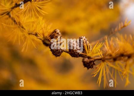 Nahaufnahme eines Lärchenbaums, dessen Nadeln bereits gelb geworden sind, mit einem Haufen winziger Kegel im Herbst, geeignet als natürlicher Hintergrund Stockfoto