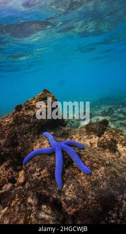 Blauer Seestern (Linckia laevigata) unter der Spritze, Nusa Penida, bali Stockfoto