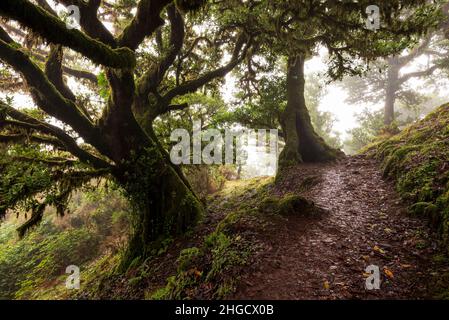 Wanderweg „PR13 Vereda do Fanal“, der durch einen wunderschönen Lorbeerwald in der Nähe von Fanal, Madeira, führt. Der Weg ist mit alten Lorbeerbäumen gesäumt. Stockfoto