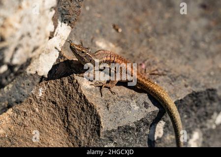 Nahaufnahme einer Madeira-Mauereidechse (Teira dugesii), einem endemischen Reptil auf der Insel Madeira, Portugal, das sich in einer Natursteinmauer versteckt Stockfoto