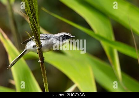 Männlich Grau Bushchat Barschen auf hohen Grasstamm Blick in eine Entfernung Stockfoto