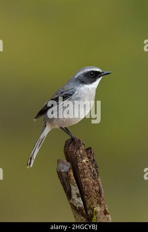 Männlich Grey Bushchat, der auf einem Barsch in die Ferne blickt Stockfoto