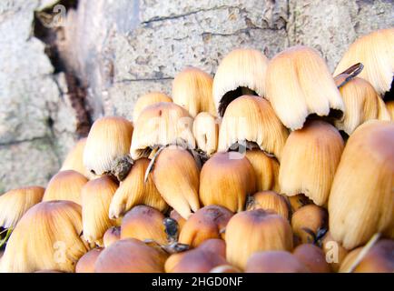 Eine Gruppe wilder Toadstocker oder Pilze, die am Boden eines Baumstumpels wachsen (Glimmerkappe, glitzernde Tintenkappe) Stockfoto