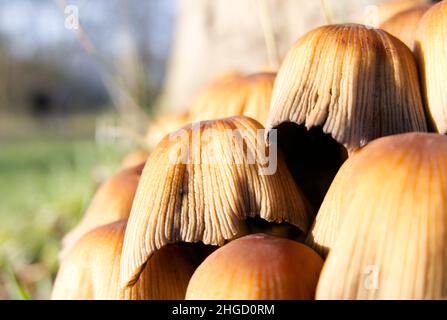 Nahaufnahme einer Gruppe wilder Toadstools, die am Boden eines Baumstumpels wachsen (Glimmerkappe, glitzernde Tintenkappe) Stockfoto