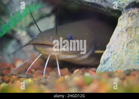 Ein niedlicher wilder Wels versteckt sich in seinem geheimen Schlupfwinkel. Stockfoto