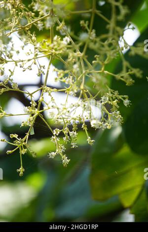 Die Blume aus Teakholz mit einem natürlichen Hintergrund. Diese Pflanze auch jati genannt Stockfoto