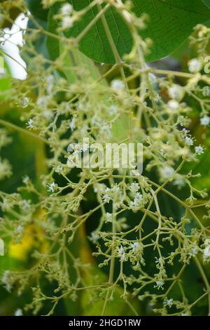Die Blume aus Teakholz mit einem natürlichen Hintergrund. Diese Pflanze auch jati genannt Stockfoto