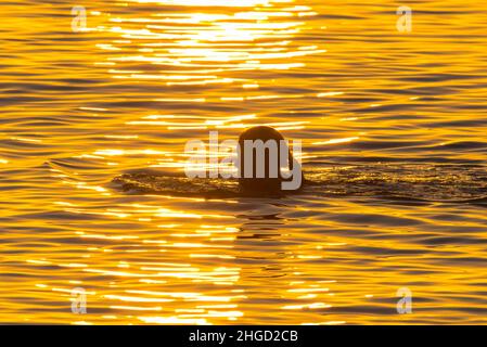 Weymouth, Dorset, Großbritannien. 20th. Januar 2022. Wetter in Großbritannien. Das Meer spiegelt den goldenen Sonnenaufgang wider, wenn ein Schwimmer am frühen Morgen in Weymouth in Dorset ein Bad nimmt, an einem Morgen klaren Himmels. Bildnachweis: Graham Hunt/Alamy Live News Stockfoto