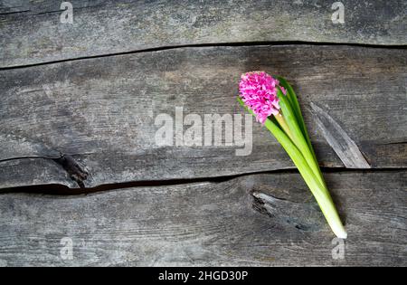 Hyazinthe auf Holzoberfläche Stockfoto