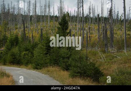 Wiederherstellung des Waldes nach einem Rindenkäfer-Unglück in der Nähe des Dorfes Kvilda, Bezirk Prachatice, Südböhmische Region, Tschechische republik, Europa Stockfoto