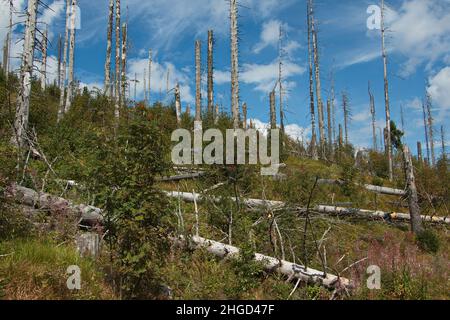 Wiederherstellung des Waldes nach einem Rindenkäfer-Unglück in der Nähe des Dorfes Kvilda, Bezirk Prachatice, Südböhmische Region, Tschechische republik, Europa Stockfoto