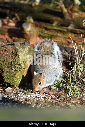 Grauhörnchen Sciurus carolinensis Jagd nach Nahrung im Winter in Großbritannien Stockfoto
