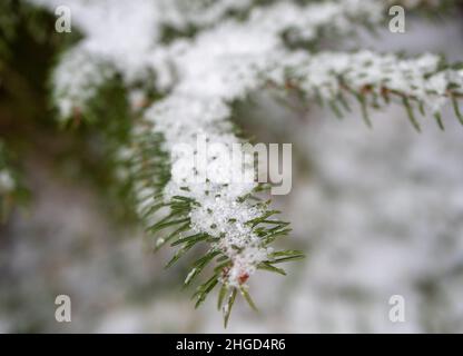 Schneebedeckte Zweige der Kiefer Stockfoto