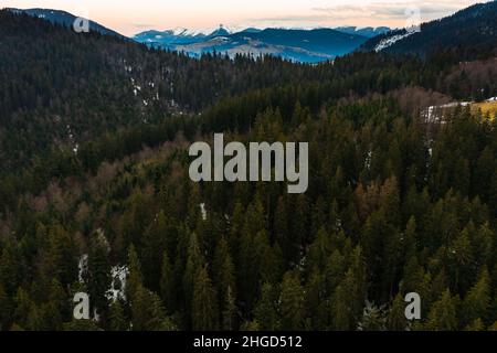 Fichten- und immergrüne Wälder der Karpaten in der Morgensonne, malerische Landschaften aus der Vogelperspektive, Berggipfel im Schnee. Stockfoto