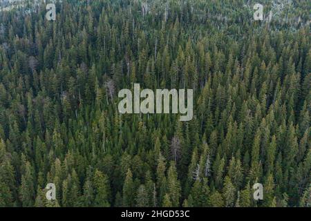 Fichten- und immergrüne Wälder der Karpaten in der Morgensonne, malerische Landschaften aus der Vogelperspektive, unpassierbarer Wald. Stockfoto