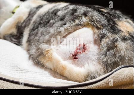 Katze ruht nach der Operation mit Stichen und schützendem Kragen. Katze mit rasiertem Fell und sichtbarer genähter Wunde am Bein von Tierangriffen ruht Stockfoto