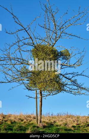 Mistel in der Nähe von Bredwardine, Herefordshire Stockfoto