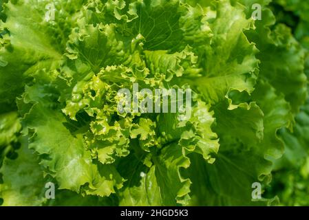 Grüne Salatblätter aus nächster Nähe. Frische Bio-Lebensmittel. Stockfoto