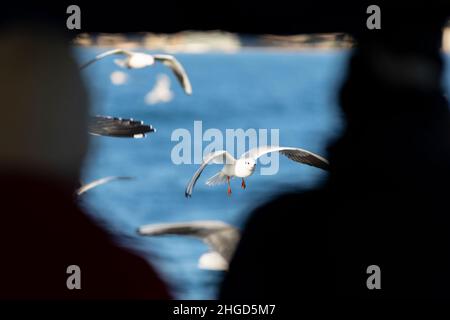 Schwarzkopfmöwen (Chroicocephalus ridibundus) und kleine Schwarzmöwen (Larus fuscus) fliegen um ein Boot mit 2 Männern im Vordergrund Stockfoto