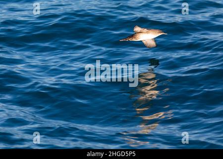 Balearen-Shearwater (Puffinus mauretanicus), der im Mittelmeer direkt über dem Wasser fliegt. Tarragona, Katalonien, Spanien, Europa. Stockfoto