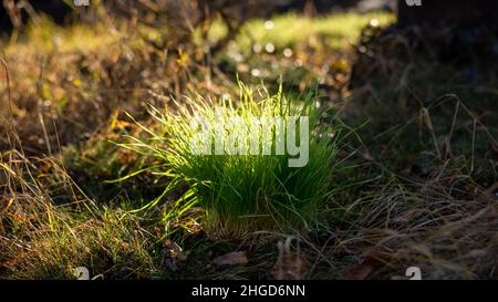 Ein schöner Grashaufen in der Sonne an einem Winternachmittag Stockfoto