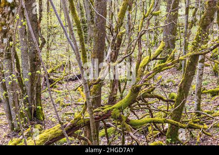 Gefallener Baum mit grünem Moos in einem Laubwald im Frühjahr Stockfoto