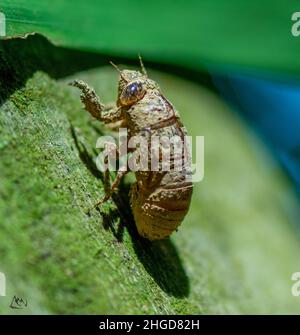 Cicada-Schale auf Baumstamm Stockfoto