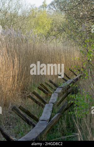 Sweet Track in Avalon Marshes Stockfoto