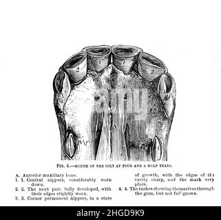 Mund eines hengstes bei viereinhalb Jahren aus dem Cyclopedia jedes Pferdebesitzers : die Anatomie und Physiologie des Pferdes; allgemeine Merkmale; die Punkte des Pferdes, mit Anweisungen, wie er zu wählen ist; die Grundsätze der Zucht und die beste Art zu züchten; Die Behandlung der Zuchtstute und des Fohlens; Aufzucht und Zerschlagung des hengstes; Stallungen und Stallführung; Reiten, Autofahren usw. usw. Krankheiten, Und wie man sie heilt. Die wichtigsten Medikamente und die Dosen, in denen sie sicher verabreicht werden können; Unfälle, Frakturen und die jeweils erforderlichen Operationen; Beschlagen usw. Herausgeber: Stockfoto