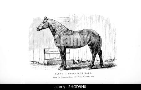 Alene A Percheron Stute aus dem Cyclopedia jedes Pferdebesitzers: Die Anatomie und Physiologie des Pferdes; allgemeine Merkmale; die Punkte des Pferdes, mit Anweisungen, wie man ihn wählt; die Grundsätze der Zucht und die beste Art, aus der man züchten kann; die Behandlung der Zuchtstute und des Fohlens; Aufzucht und Zerschlagung des hengstes; Stallungen und stabiles Management; Reiten, Autofahren usw. usw. Krankheiten, Und wie man sie heilt. Die wichtigsten Medikamente, und die Dosen, in denen sie sicher verabreicht werden können; Unfälle, Frakturen, und die Operationen notwendig in jedem Fall; Beschlagen, etc. Herausgeber: Philadelphia : Po Stockfoto