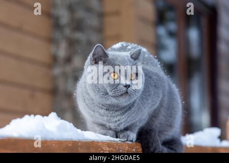 Eine Hauskatze einer britischen Kurzhaar-Rasse mit gelben Augen im Schnee, Eine graue britische Katze sitzt im frostigen Freien auf dem Geländer eines Landhauses Stockfoto
