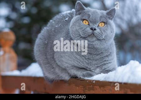 Eine Hauskatze einer britischen Kurzhaar-Rasse mit gelben Augen im Schnee, Eine graue britische Katze sitzt im frostigen Freien auf dem Geländer eines Landhauses Stockfoto