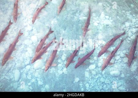 Fischschule im Bach in klarem, transparentem türkisfarbenem Wasser. Bach mit schwimmenden Fischen, Blick von oben. Süßwassertiere. Stockfoto