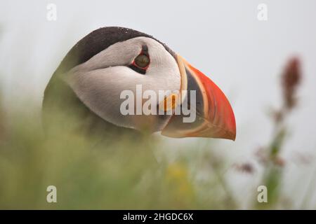 Nahaufnahme eines Papageitaucher in Island Stockfoto