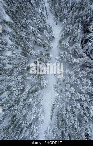 Winterlandschaft mit Schnee und Bäumen von oben. Stockfoto