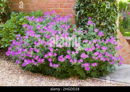 Geranium sylvaticum (Holzschnabel), eine winterharte Staude mit violetten Blüten, die im Frühjahr in einem englischen Hüttengarten wächst Stockfoto