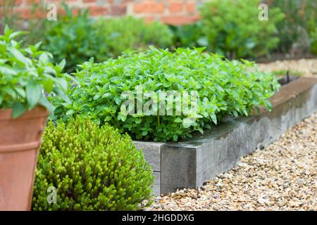 Frische Kräuter wachsen in einem Garten, Oranganopflanze in einem Container, UK Garten Details Stockfoto